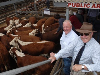 Buyer John Wyld, Harrow , Victoria and agent John Ellis, purchased these 100 Hereford steers for 201c/kg or $773.85/head at Hamilton last week.
