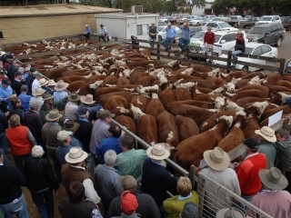 The scene at last week's Hamilton weaner sale.