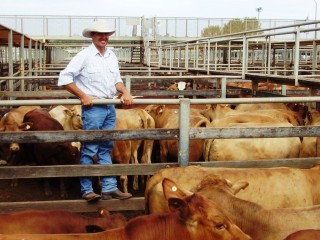 Geoff Nicol, Ninderra, Injune, sold a good line of Charolais-cross steers to 190c/kg for 497kg to return $946/head at Romaâ??s Store Sale on Tuesday. Picture: Martin Bunyard