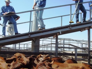 The Grant Daniel Long selling team take bids at yesterday's Roma store cattle sale. Picture: Martin Bunyard
