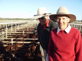 Janie and Ian Murray, Kindee Pastoral Company, Injune, look over their run of Santa-cross steers at Roma's Store Sale on Tuesday. The Murray family yarded 1234 head of Santa/Charolais/Hereford-cross steers and heifers with the steers selling to 242c/kg and 217c/kg for 375kg to make $815/head.  