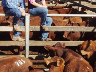 Cameron Finch and Madonna Campbell, Southtrafford, Wallumbilla, sold quality Santa-cross steers to 236c/kg and averaged 205c/kg for 410kg to return $838/head at RomaÃ???Ã??Ã?Â¢??s Store Sale on Tuesday. Picture: Martin Bunyard