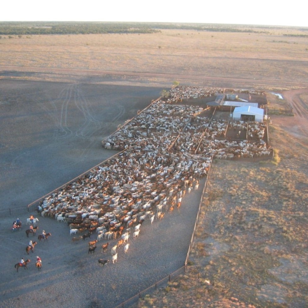 Yarding-up a mob of 4500 heifer weaners at Canobie