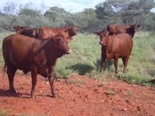 Santa breeders on Alcoota Station outside Alice Springs