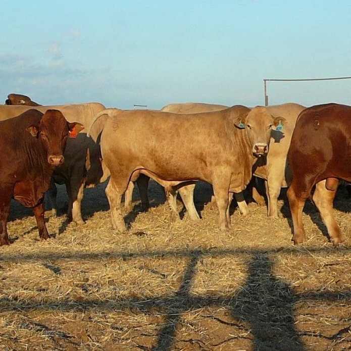 Composite bulls bred on Alex