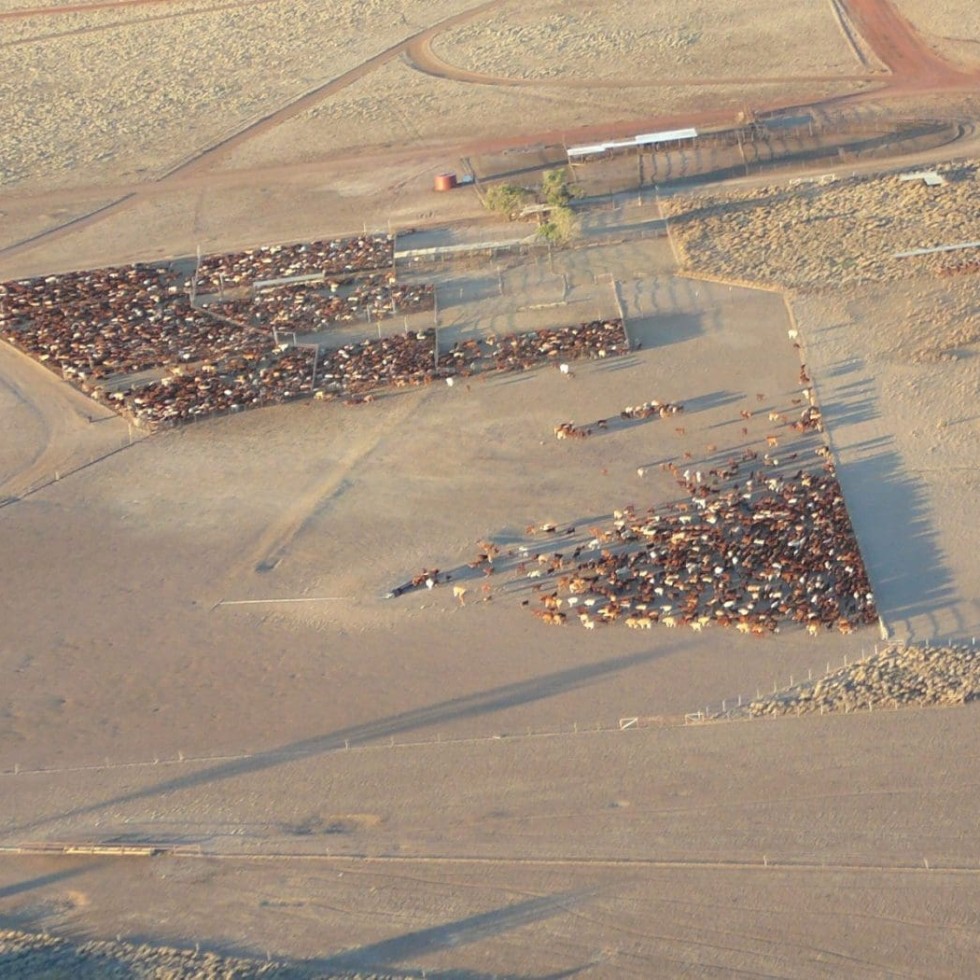 Weaner yards on Alex from the air