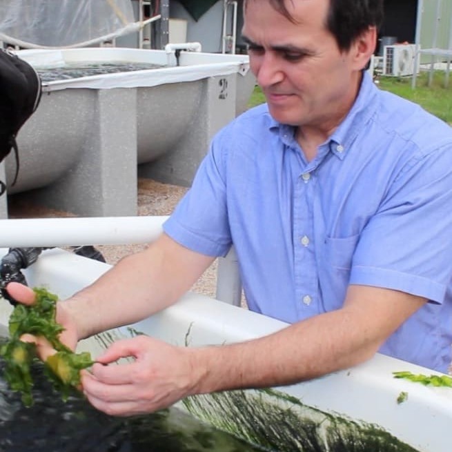 CSIRO researcher Dr Rob Kinley checks a macro algae being grown at the Australian Tropical Sciences Innovation Precinct in Townsville.