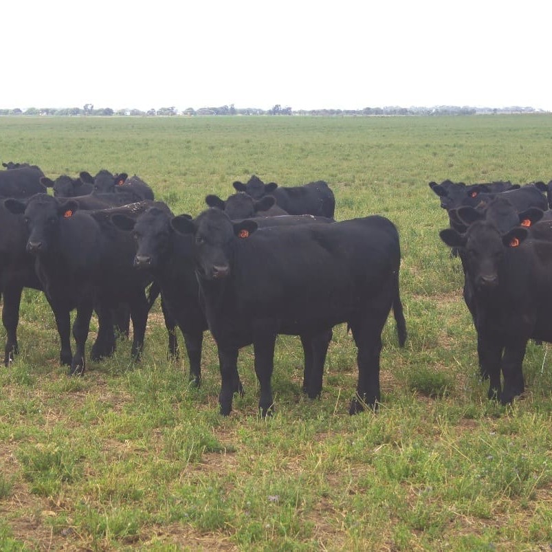Angus Pure program cattle on lucerne stubble near Meningie in SA's southeast   