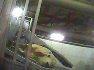 An image from footage of an Indonesian abattoir provided to ABC Lateline by Animals Australia.