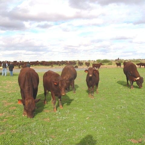 Santa heifers on Kidman's Anna Creek Station