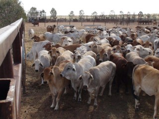 Cattle at S Kidman & Coâ??s Anna Creek Station ready for transport to Teys Naracoorte in March.