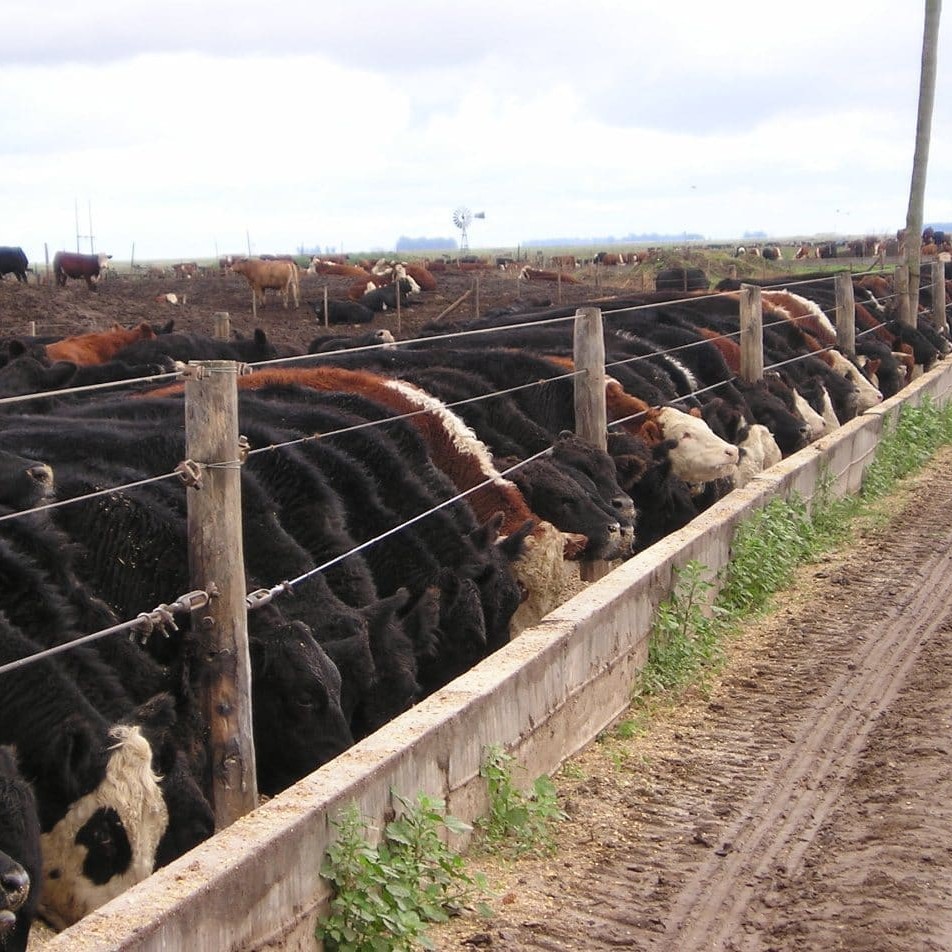 South American feedlot