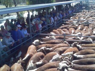 Buyers compete on cattle during a Wodonga sale at the Bandiana yards. Picture:  NVLX.