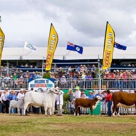 Interbreed females parade before a large audience at Beef 2009  