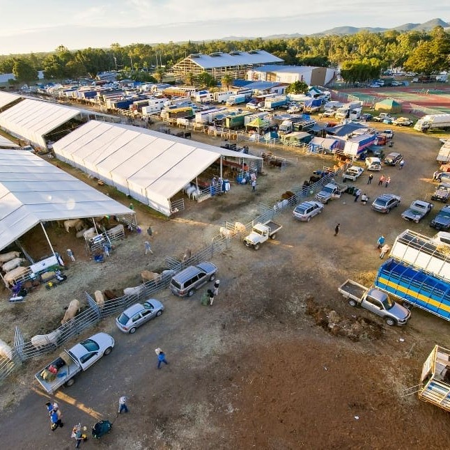 Temporary stud cattle accommodation erected in Victoria Park as part of Beef 2009