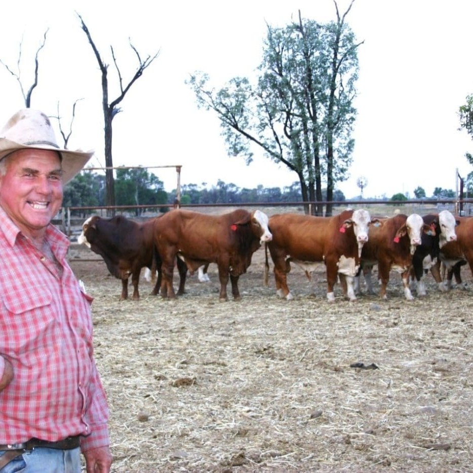 John Burnett with Braford herd bulls on Bendemeer