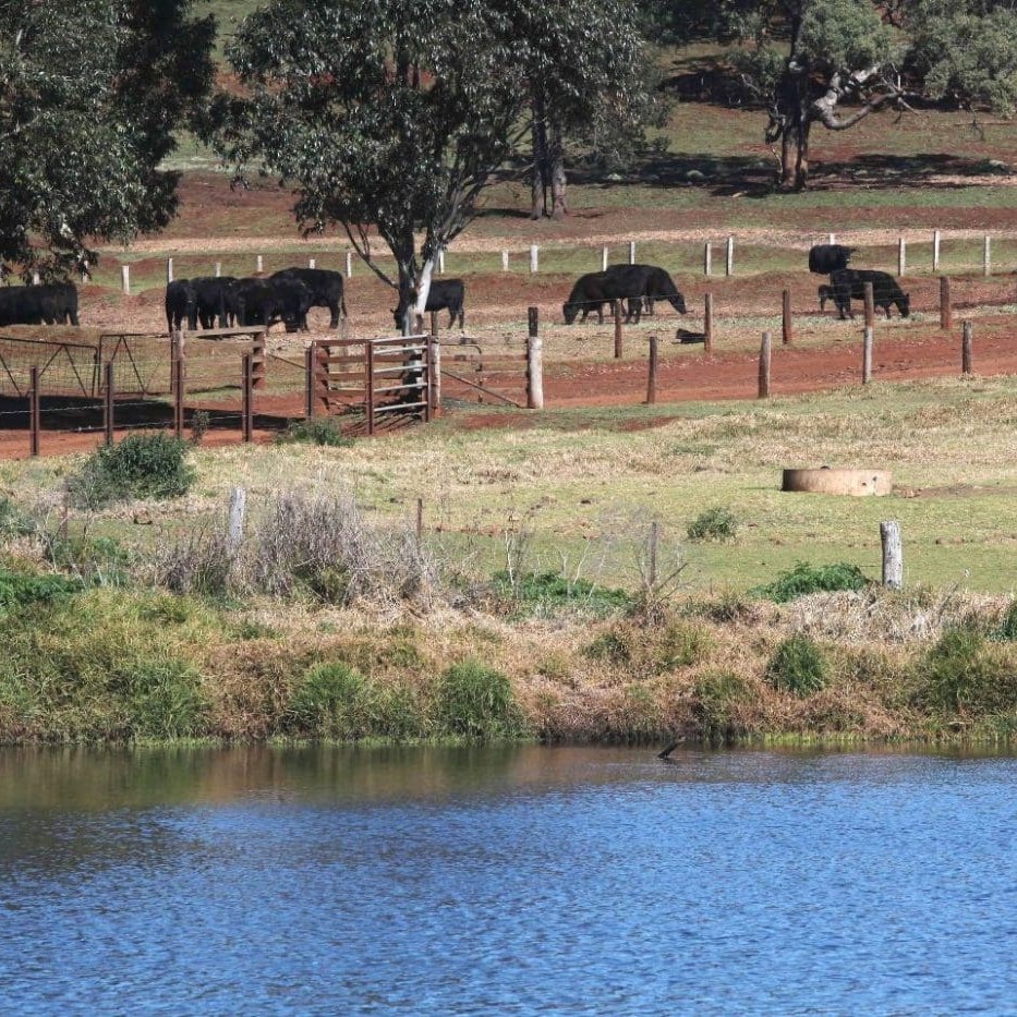Bindaree Beef's settling ponds will be covered as part of the methane capture project