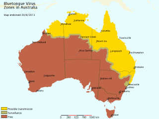 A map of Australia's bluetongue zones (yellow denotes the possible transmission zone, grey denotes survelliance zone, brown denotes the free zone), current as at June 2013.