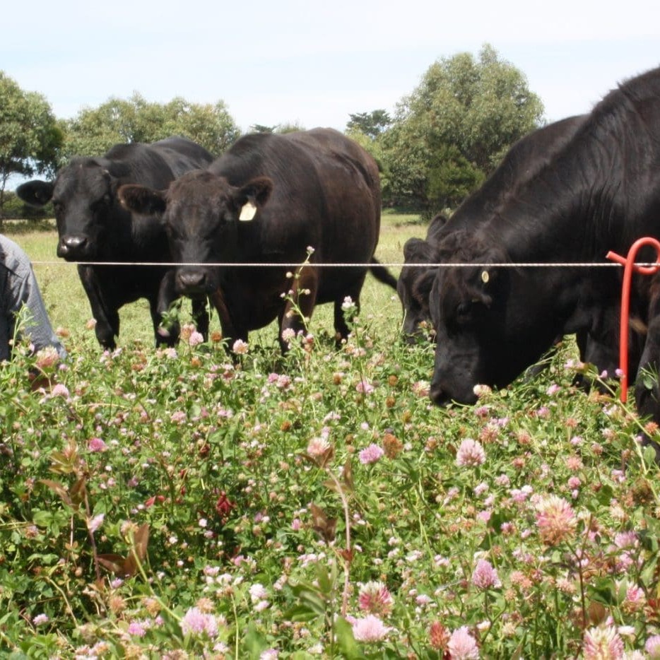 Bob Davie and some of his Angus steers in a crop at Bimbadeen, Phillip Island.
