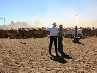 Bob Katter and Indonesian ambassador Nadjib Riphat Kesoema in the cattle yards at  Vanrook near Karumba. 