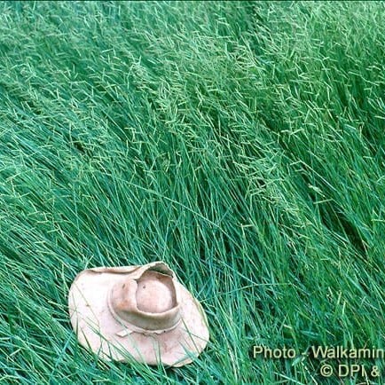 Brachiaria is wdiely grown on Queensland's wet coastal belt south of Cairns   