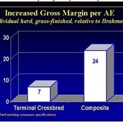 Grass-fed (base) model showing increased Gross Margin per Adult Equivalent of Terminal Crossbreds and Tropically Adapted Composites relative to Brahmans