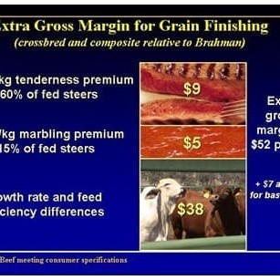 Extra Gross Margin for grain finishing (Terminal Crossbred and Tropically Adapted Composite relative to Brahman) 