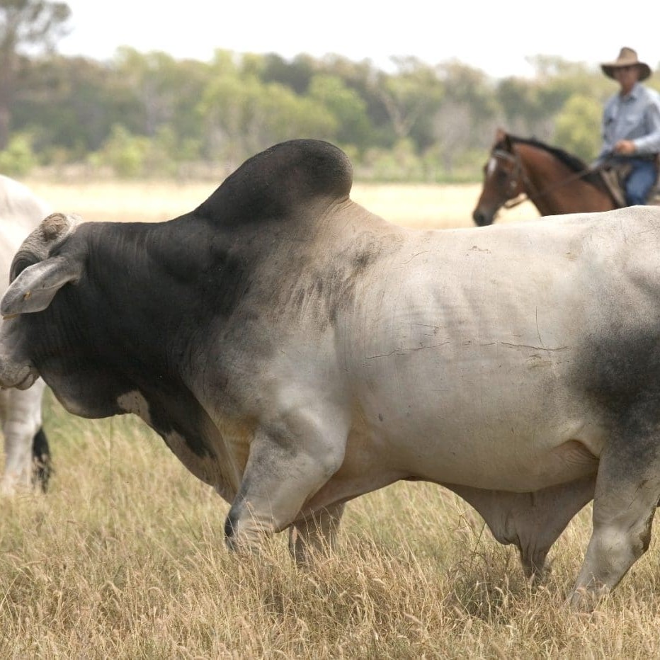 Only 22pc of producers in the Katherine region are using EBVs in bull selection, surveys show  