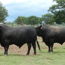 Brangus bulls in Argentina