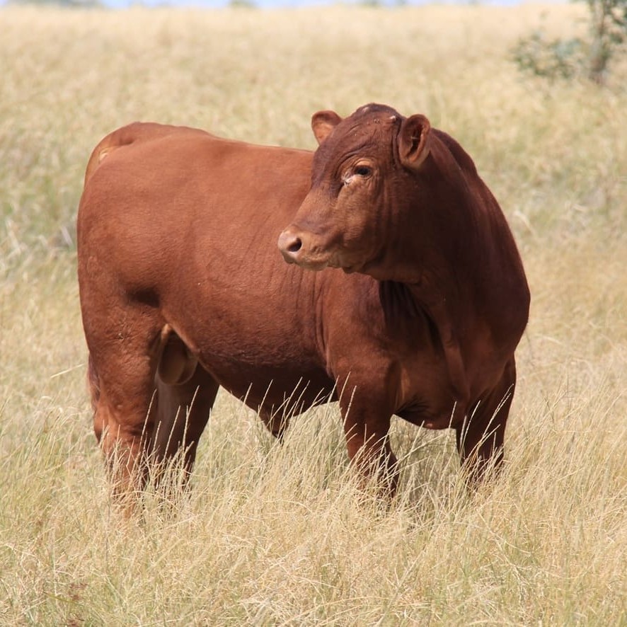 Red Wagyu x Brahman cross calf about to be weaned on Brunette Downs in May, before moving into AA Co's composite program