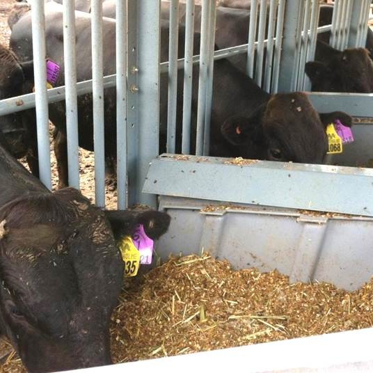 Young bulls - in this case Westholme blood Wagyu - being measured for feed conversion ability in AA Co's Growsafe testing station at Goonoo feedlot in Central Qld.