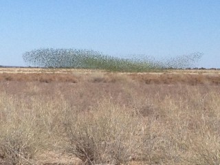 Flocks of wild budgies have been providing spectacular aerial displays in the channel country in recent months. Picture: Paula Fraser (Click on images below article to view more pictures)