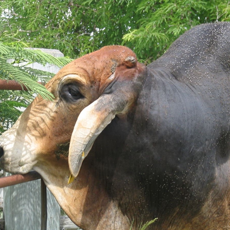 Breeding for resistence to parasites like buffalo fly will not compromise productive traits, the Beef CRC has shown