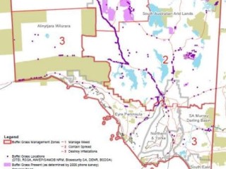 The areas and dots coloured purple on this map show areas where buffel grass is present in SA. Click on image below article to view in larger format. 