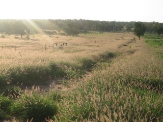Buffel grass in south western Queensland. 