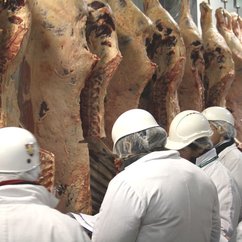 Competitive carcase judging in progress