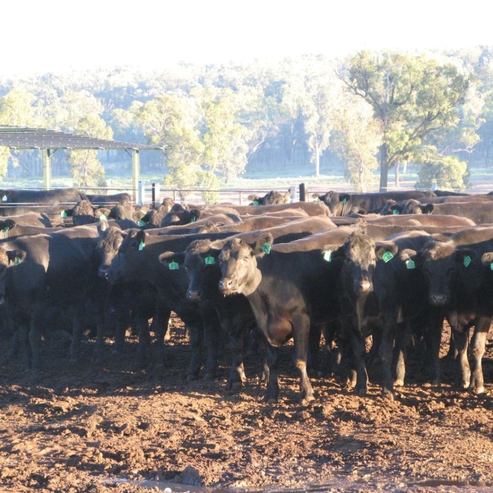 Caroona is one of three JBS-owned feedlots to receiver Global GAP certification this week 