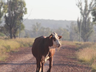 The performance of the Australian dollar is likely to have the most influence over where cattle markets head in 2012.