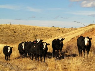 Australian cattle eat mostly pasture, reducing their environmental impact. Picture: Chris Runoff