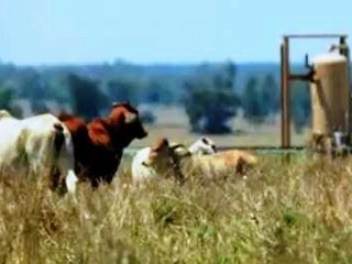 An image from an Australian Petroleum Production and Exploration Association television commercial showing cattle near a CSG well. 