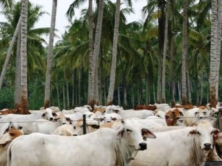 Australian cattle in a paddock in an Indonesian feedlot.