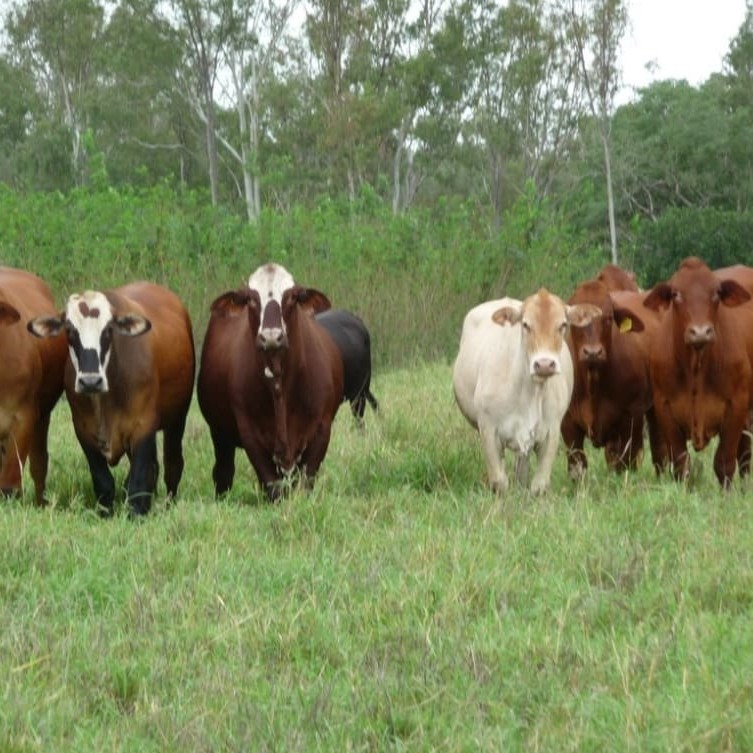 Cattle under leucaena near Biloela in Central Queensland