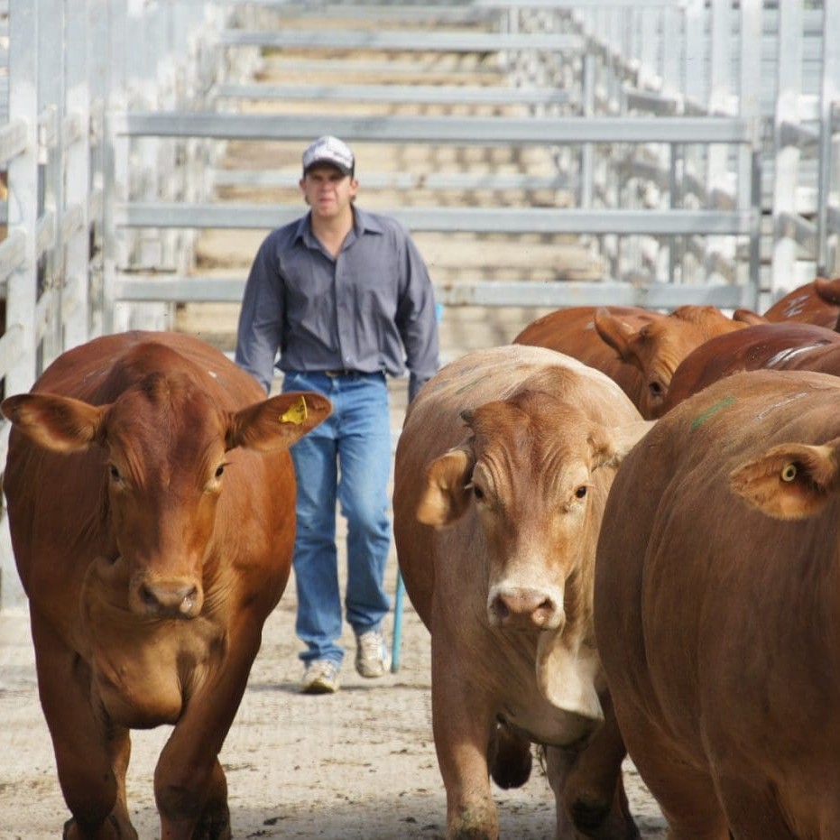 Opportunities to interface physical cattle sales with bidding via AuctionsPlus are emerging, led by the NBN network roll-out