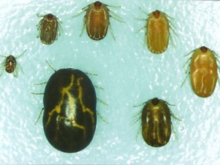 Female cattle ticks at various sizes. Image: Qld DPI