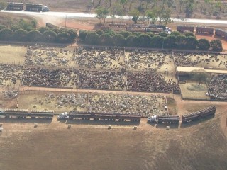 An aerial view of the Cedar Park live export yards south of Darwin. 