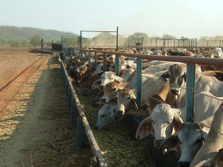 Cattle on feed in the Cedar Park yards.