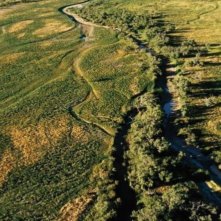 A vegetation monitoring tool will allow land managers to see if vegetation is in a healthy condition or being impacted by things like weed pests, diseases, fire or feral animals.