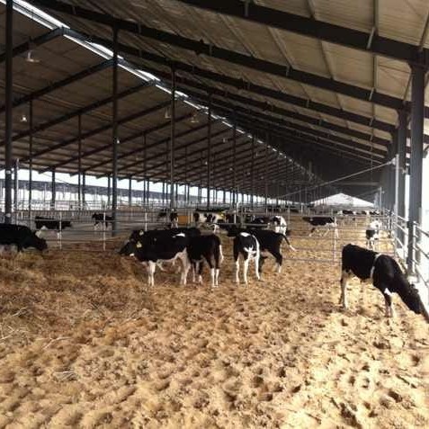 Holstein bull calves in the weaner barns in the Dongying feedlot into China 