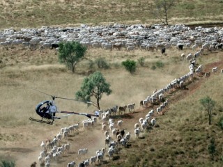 A 9-10c/litre increase in aviation fuel costs will be among one of the most immediate impacts of the carbon tax on cattle producers. 