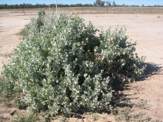 After one year: The saltbush has established but there is little other visible change to the claypan at this stage.